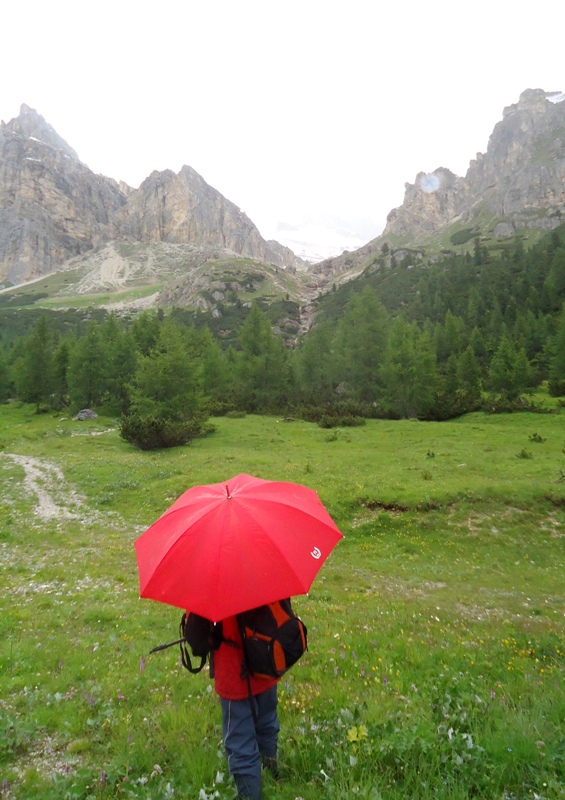 Nigritella, Dactylorhiza perverseemaltempo! Dolomiti luglio 2014.